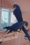 Proven-Bonded-Pairs-of-Hyacinth-Macaws-for-Sale