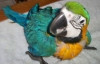 -Amazons-Black-palm-cockatoo-Blue-and-gold-macaw