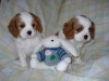 Intelligent-Cavalier-King-Charles-Puppies-Now-Available-for-the-lovely-Family
