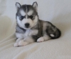 siberian-husky-puppies-available-for-adoption