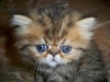 LUXURIOUS-BEAUTIFUL-HEALTHY-PEDIGREED-PERSIAN-kitten-for-sale